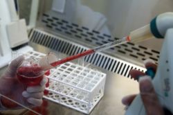 Çukurova Üniversite yapay kan üretmeyi başardı