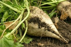 Pancar üretiminde bu yıl artış bekleniyor