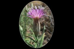 ‘Şüpheli bitki’ bir asır sonra tekrar görüldü