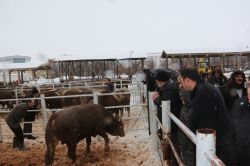Bingöl’de yetiştiricilere damızlık boğa dağıtıldı