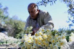 Baharın müjdeleyicisi nergisler geçim kaynağı oldu