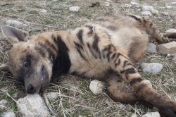 Nesli tükenmekte olan sırtlana araba çarptı