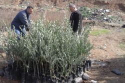 Fıstık ve zeytin fidan ekimine başlanıldı