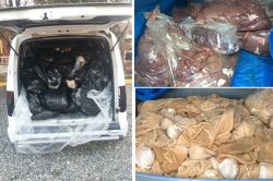 Kaçak hayvansal gıda ele geçirildi