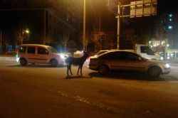 Mardin’de ısınmaya çalışan eşek trafiği birbirine kattı video