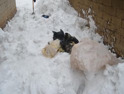 3 PKKyiyên ku haziriya çalakiyan dikirin hatin qefaltin