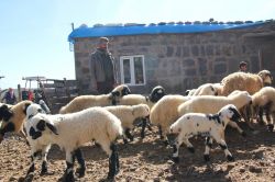 Baharın müjdecisi kuzular  doğmaya başladı video