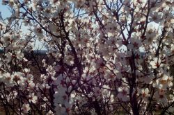 Şanlıurfa’nın Akçakale ilçesinde ağaçlar erken çiçek açtı foto