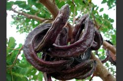 Keçiboynuzunun faydaları saymakla bitmiyor foto