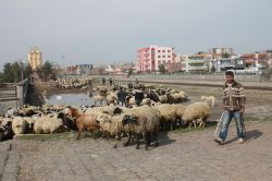 Meraları satılan köylüler 2 bin koyunla ilçeye indi