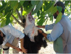 Yeni İhya Der'den Kırmızı Et Yardımı