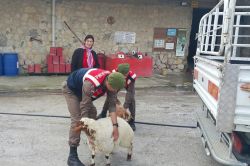 Mersin’in Tarsus ilçesinde koyun çalan hırsızlar yakalandı