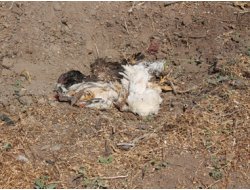 Bingöl'de Tavuk Ölümleri Endişelendiriyor