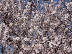 Ergani'de badem ağaçları çiçek açtı foto