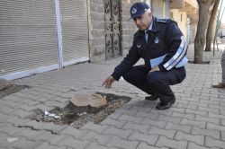 Ağaç kesen vatandaşa 30 fidan dikme cezası