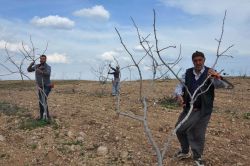 Batman’da fıstık ağaçları budanıyor video