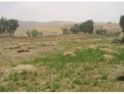 Ot Fiyatları Üç Katına Çıktı