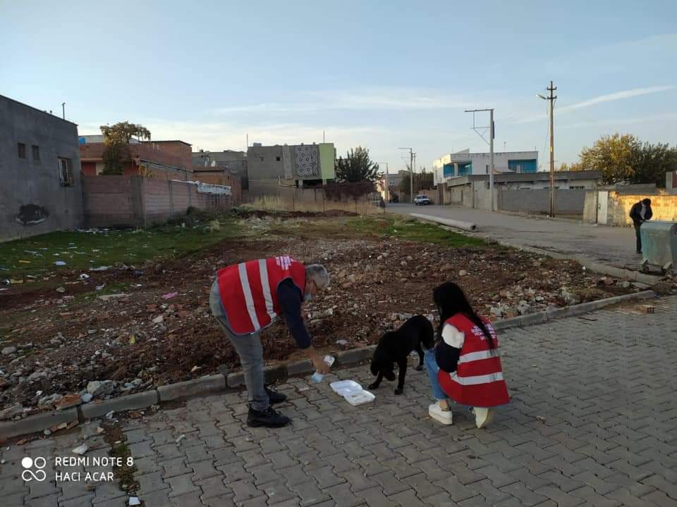 Diyarbakır Çınar'da sokağa çıkma kısıtlamasında sokak hayvanları unutulmadı