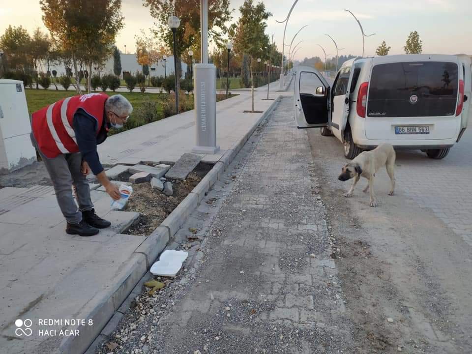 Diyarbakır Çınar'da sokağa çıkma kısıtlamasında sokak hayvanları unutulmadı