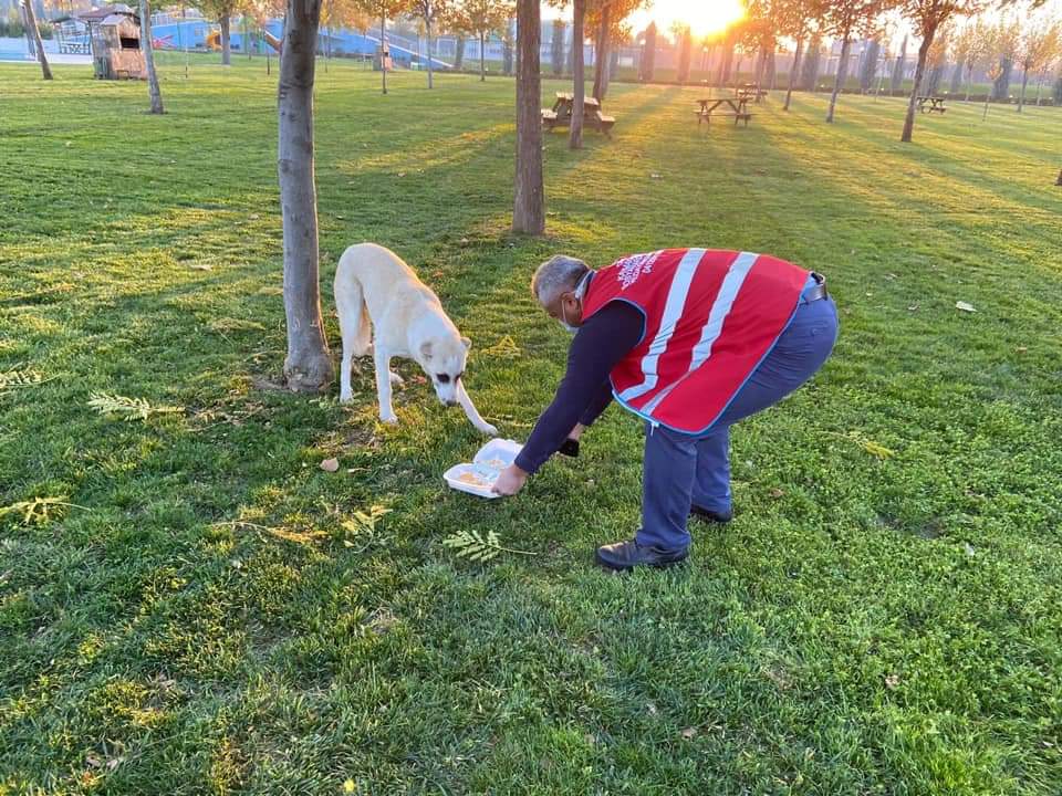 Diyarbakır Çınar'da sokağa çıkma kısıtlamasında sokak hayvanları unutulmadı
