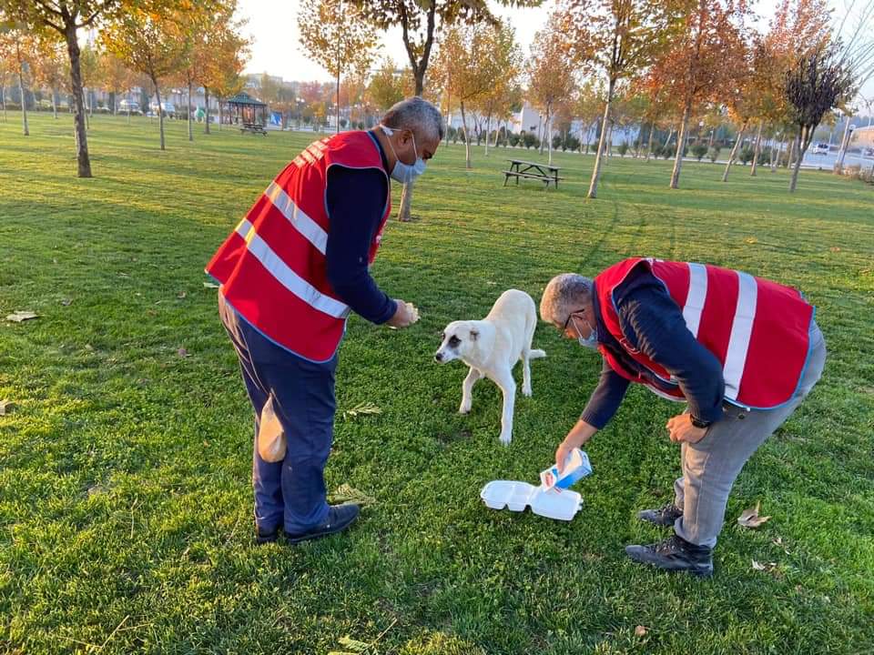 Diyarbakır Çınar'da sokağa çıkma kısıtlamasında sokak hayvanları unutulmadı