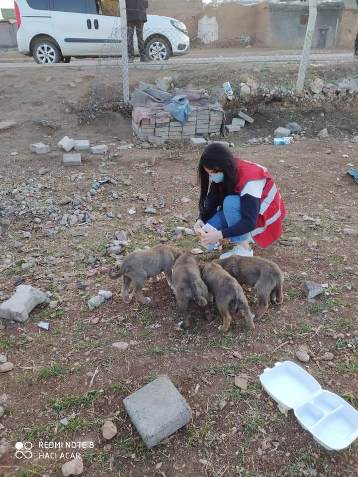 Diyarbakır Çınar'da sokağa çıkma kısıtlamasında sokak hayvanları unutulmadı