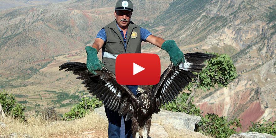 Tedavisi tamamlanan kaya kartalı doğaya bırakıldı