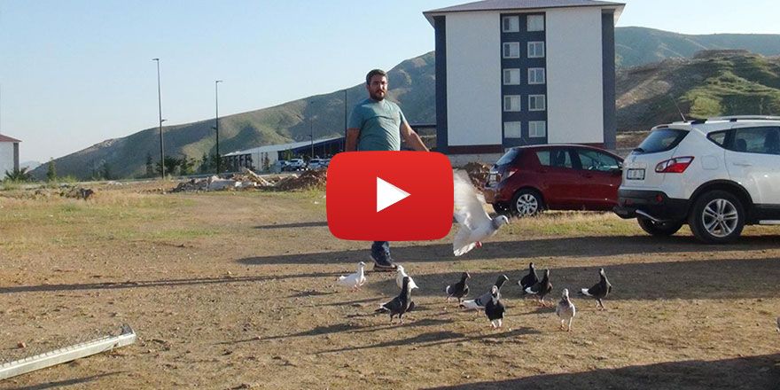 Dünyanın en hızlı güvercin ırkını hobi olarak yetiştiriyor