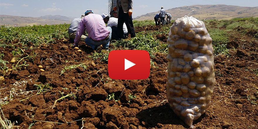 Siirt'te alternatif ürün olarak ekilen patateste ilk hasat